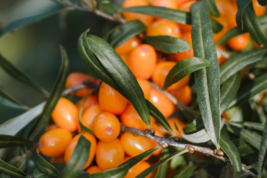 ビタミンや鉄分が豊富。たった一杯で驚くほどの栄養を補給。シーベリーは「ミラクルフルーツ」として高い栄養価が注目されています。