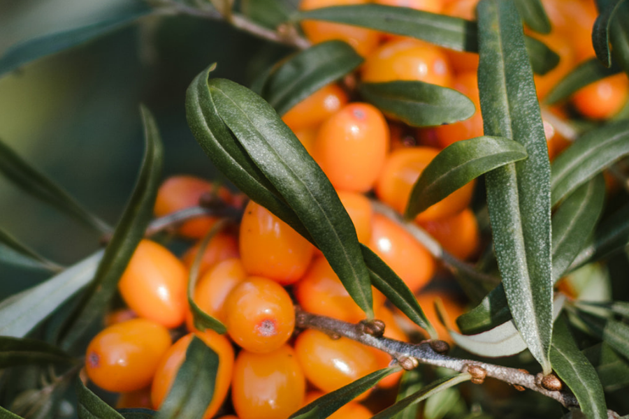 若々しさを保つオメガ7を含有。美容と健康を内側からサポート。